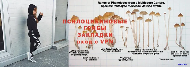 Галлюциногенные грибы GOLDEN TEACHER  Уссурийск 